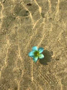 Flower Hair Clips