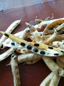 10 Seeds Blue Aparajita