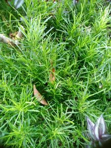 11 Live Root Plants
