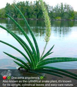 Rare Cylendrical Dracaena Angolensis Plant