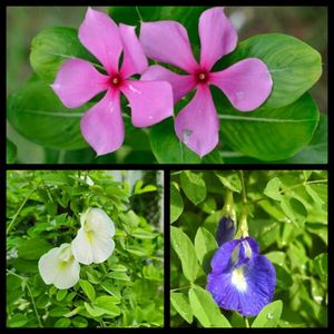 60 seeds combo flowers