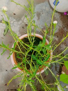 Naubajiya /Portulaca, 9 O Clock white Plant Heart plant Combo Offer