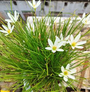 3 Colour Rain Lily&#39;s 45/-