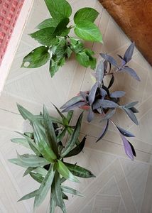 3 set evergreen Plants🪴