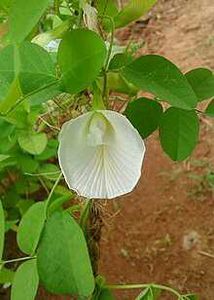 White Aparajita