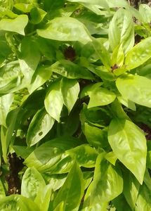 थाई बेसिल (Thai Basil / Ocimum basilicum