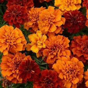 mix Marigold Flower seeds