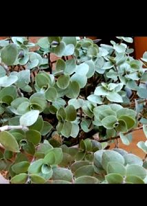 Calisia Repens Cutting 10
