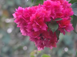 Sony Cybershot DSC-HX10v Digital Camera