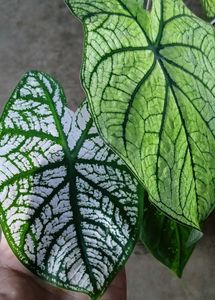 Caladium Plant