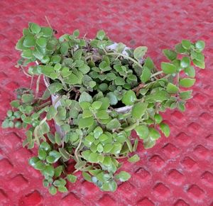 Pilea Depressa/Plant 🌵 &amp; pot