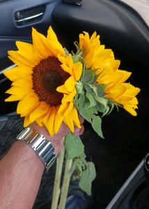 Aprajita, Sunflower, Rain Lily Plant Seed