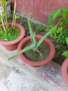 Aloevera Plant