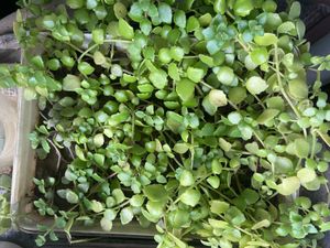 5 Live Plant Cuttings