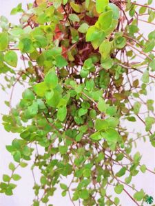 Callisia Repens / Creeping Inchplant / Turtle Vine