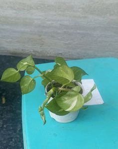 Money Plant