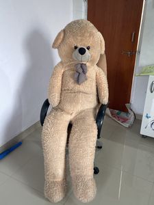 Giant Teddy