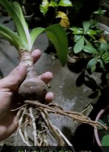 Spider Lilly Bulb Of 4 , And 4 Pots 3&#34; ; Rainy Season Flower With Mild Scented