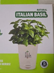 Pot &amp; Bloom, Natural Italian Basil Grow Kit, New