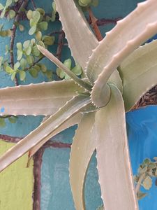 Alovera Plants