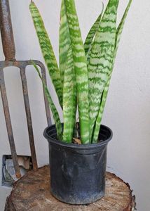 Snake Plant Combo Of 2