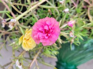 Portulaca