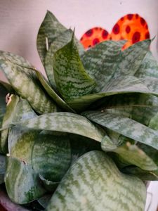 Snake plant - Air Purifier And Oxygen Enriching