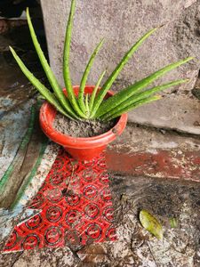 Aloe Vera Plants Original  Large