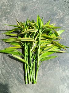 Six Lucky Bamboo Stick 2ft