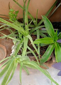 Single Alovera Plant