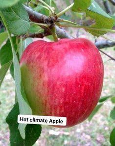 Hot Climate Apple Plant Anna, Hermann99, Golden 100℅ Gauranteed