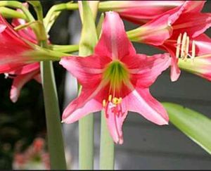 Amaryllis Lily