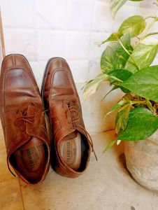 Teakwood Brown Shoes For Men