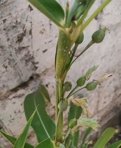 tasbeeh plant
