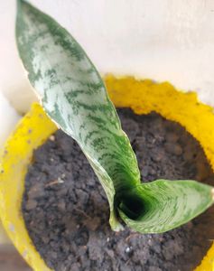 Rooted Snake Plant