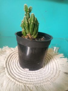 Fairy Castle Cactus