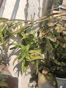 Spider Plant Small