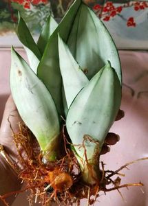 Sansevieria &#39;Moonshine&#39; (Silver Snakeplant)