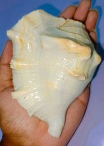 Pooja Shank Or Seashell