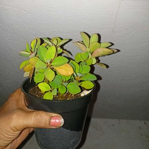 combo of 3 plants