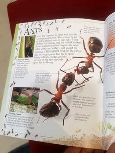 Big Book Of Knowledge