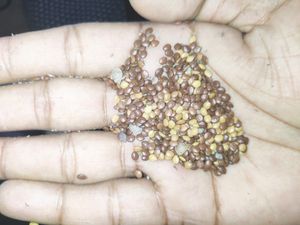 Mimosa Pudica seed