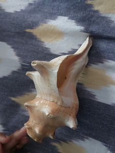 Gomukh Natural Pooja Shankh