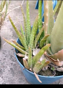 2 Alovera Plant