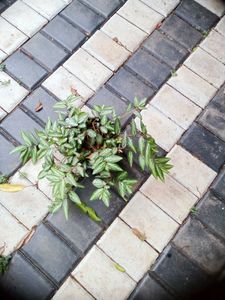 10 Live Root Plants