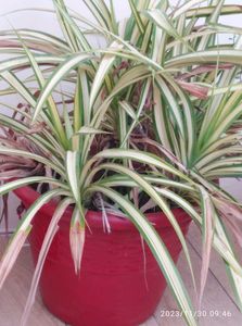 Spyder 🌱 Plant