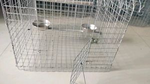 Parrots Cage (Pijara)