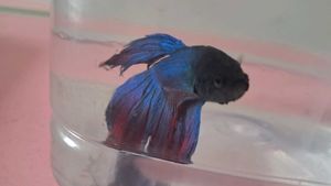 Beautiful Blue Moon Betta Fish In Container