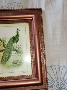 Framed Peacock Print🎉🎊🎊