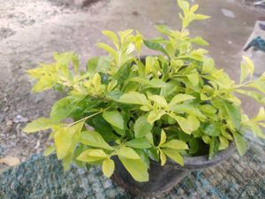 SALE 💥💥🌟Elegant Golden Duranta Plant 🌿✨✨🌿